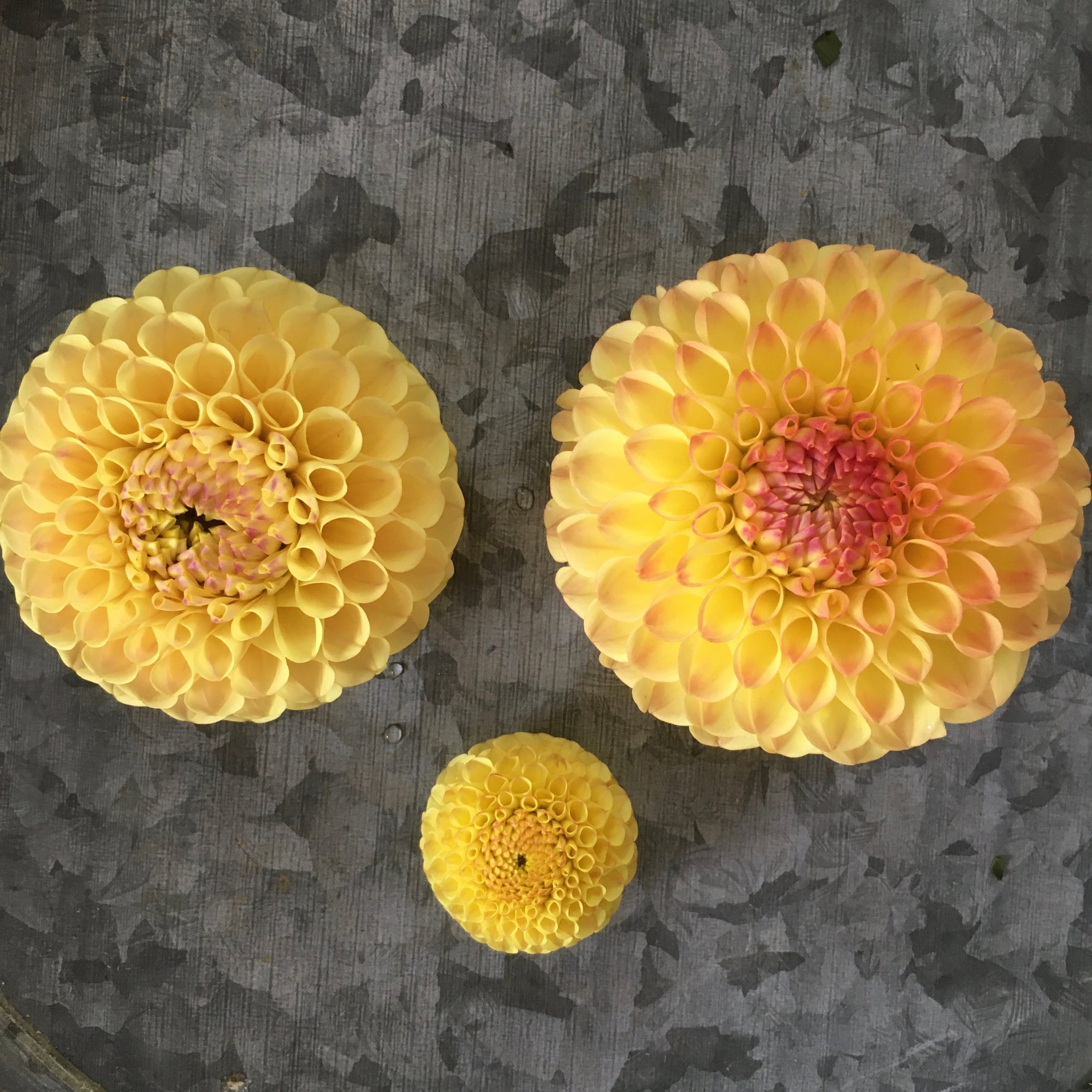 Ｄahlia☆ XXL Juarez - Products - Dümmen Orange