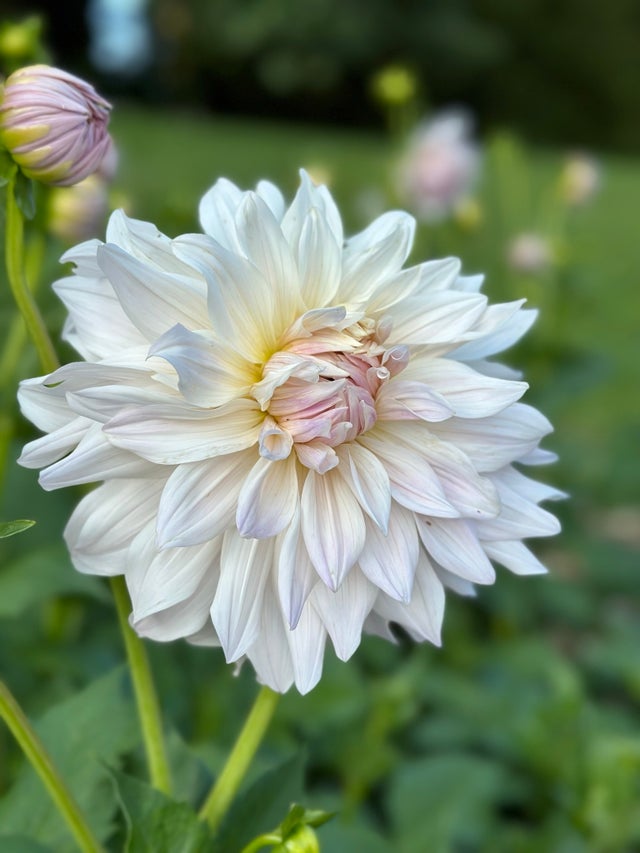 Small Blush Mason Jar with Twine Bow – Backyard Dahlia