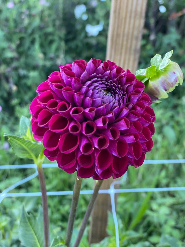 Small Blush Mason Jar with Twine Bow – Backyard Dahlia