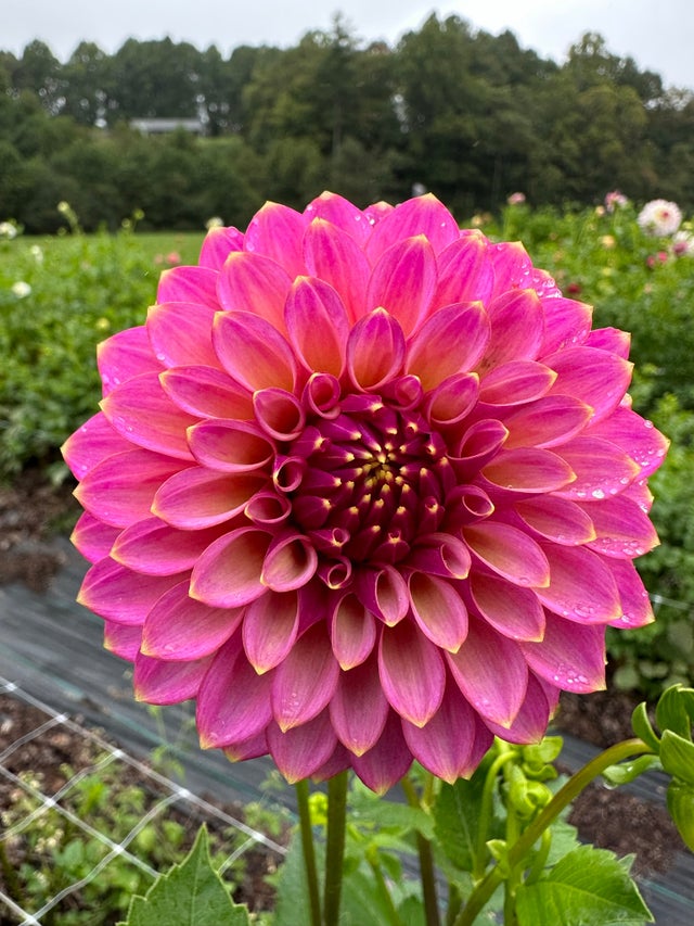 Small Blush Mason Jar with Twine Bow – Backyard Dahlia