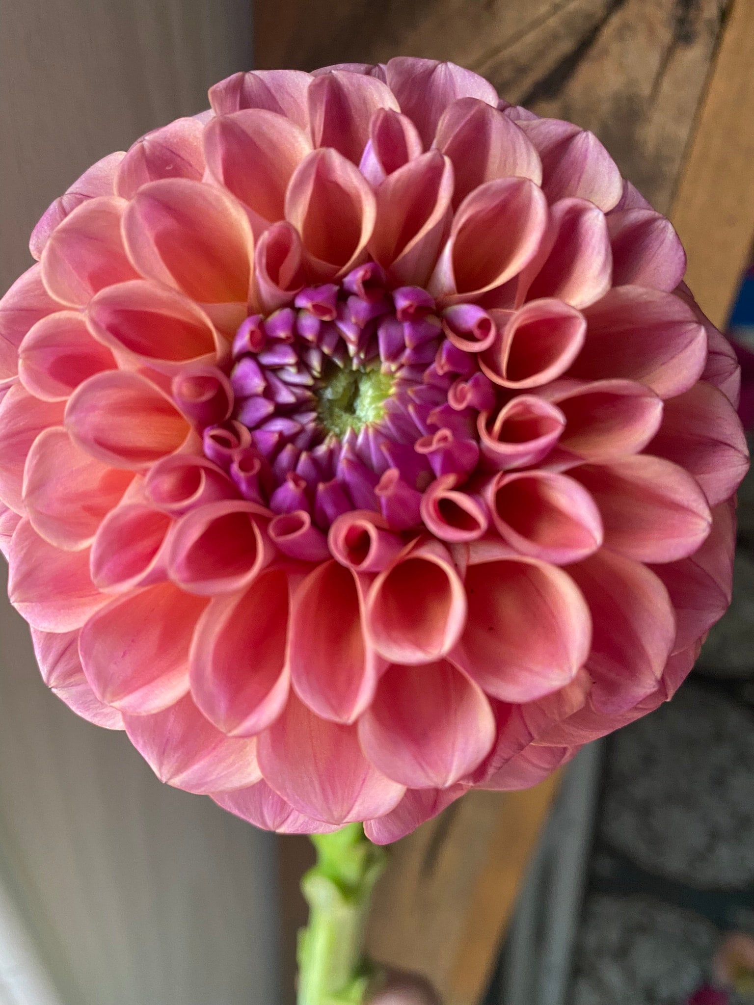 Chewy LIMIT ONE TUBER PER HOUSEHOLD Mayberry Blooms