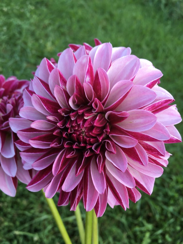 Small Blush Mason Jar with Twine Bow – Backyard Dahlia