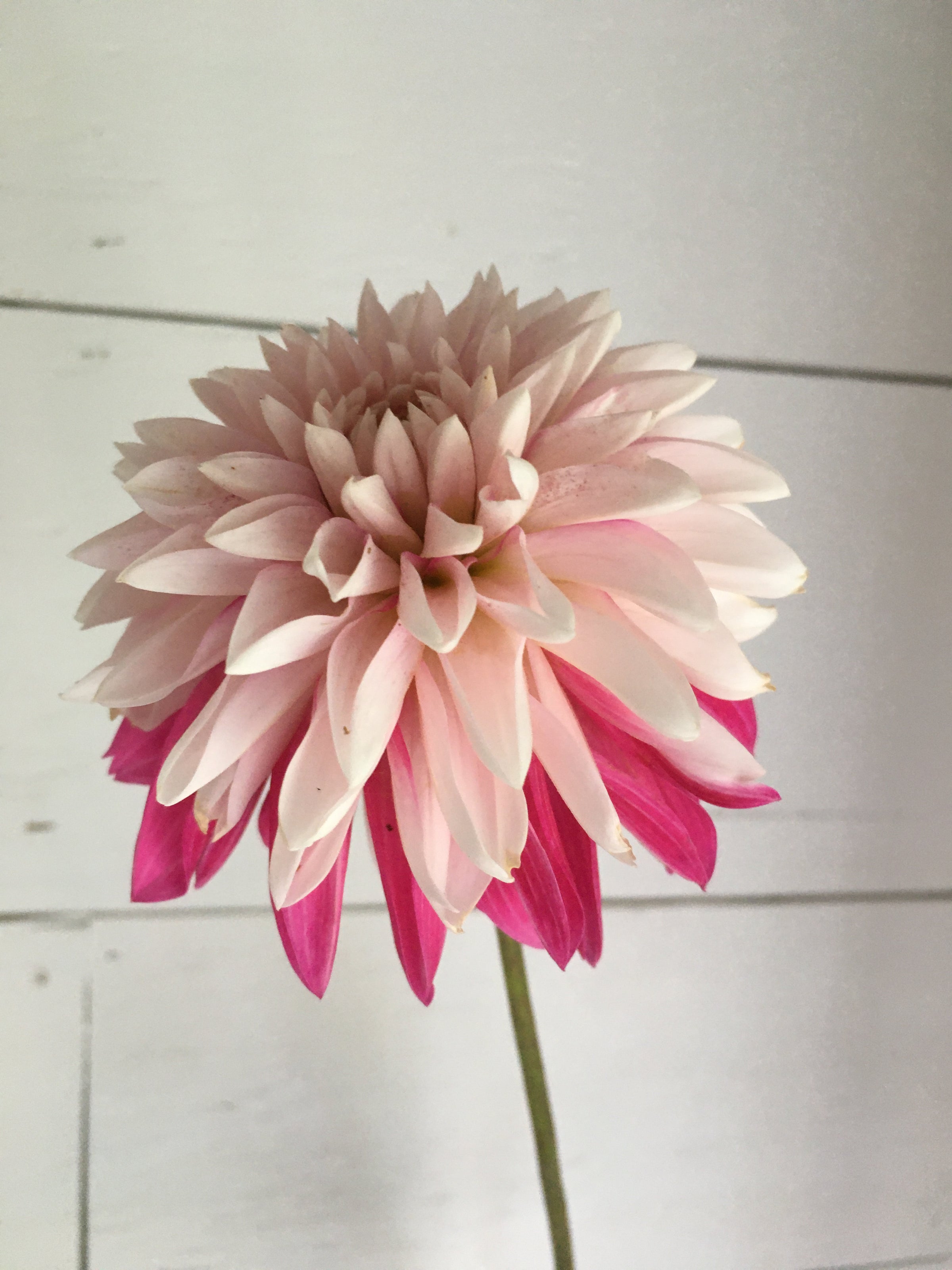 Blush Dahlia Bouquet