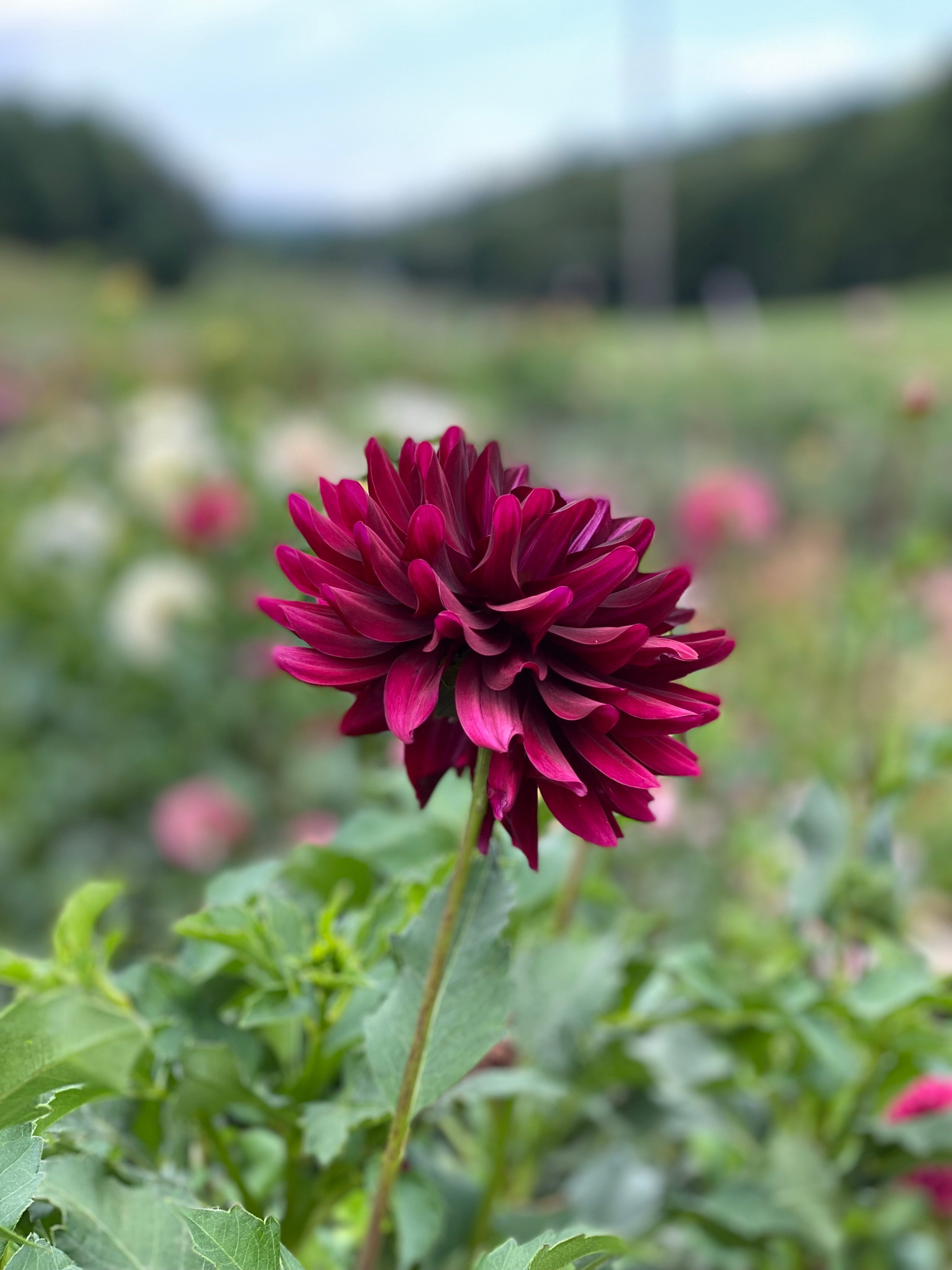 Hollyhill Black Beauty #2 Dahlia Tuber | Mayberry Blooms