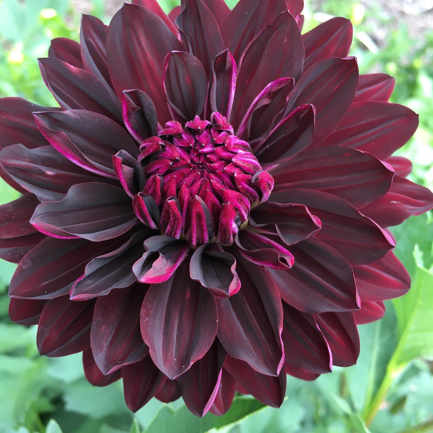 Hollyhill Black Beauty | Mayberry Blooms