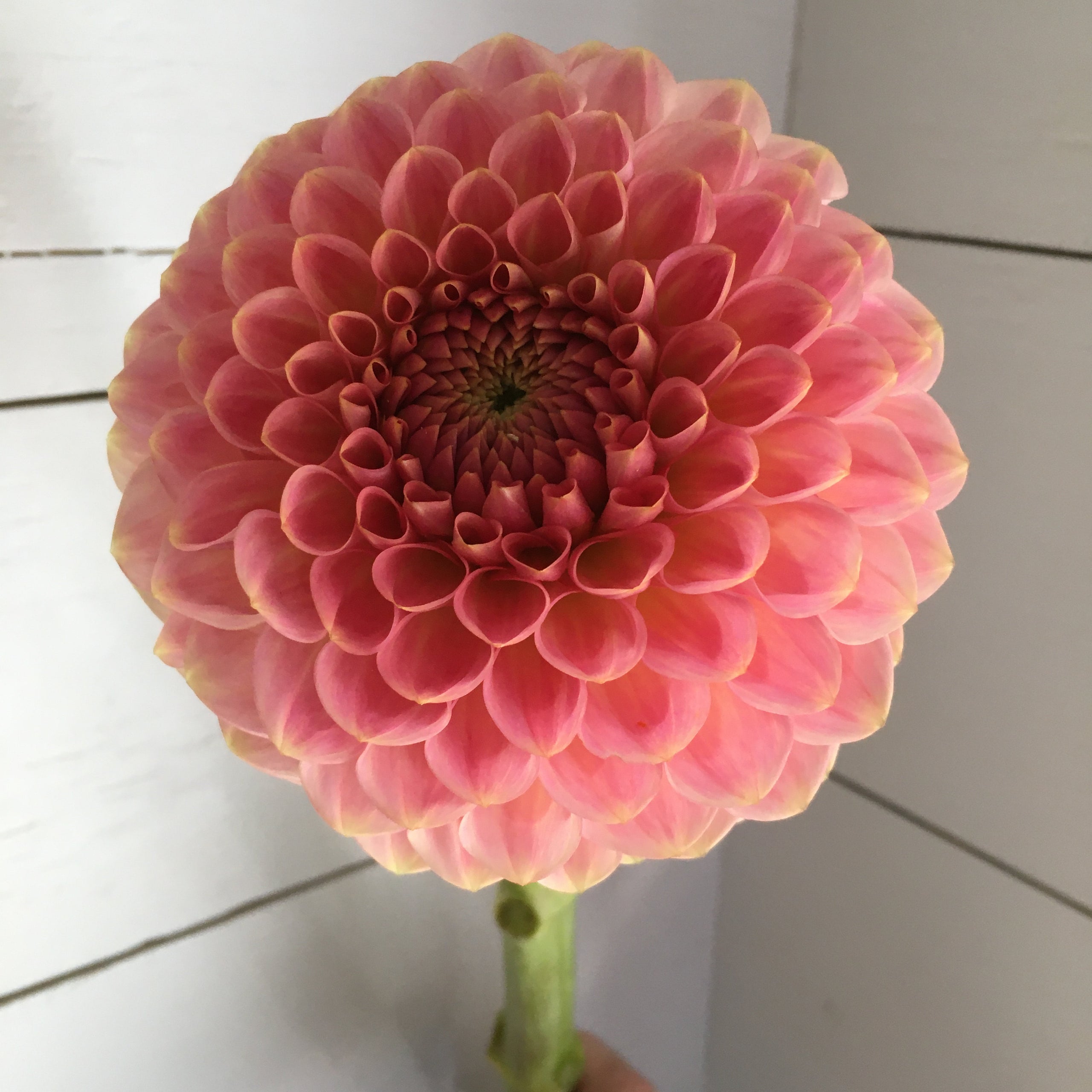 20th Ave Softer Peach LIMIT ONE TUBER PER HOUSEHOLD Mayberry Blooms 20th-ave-softer-peach-limit-one-tuber-per-household-mayberry-blooms